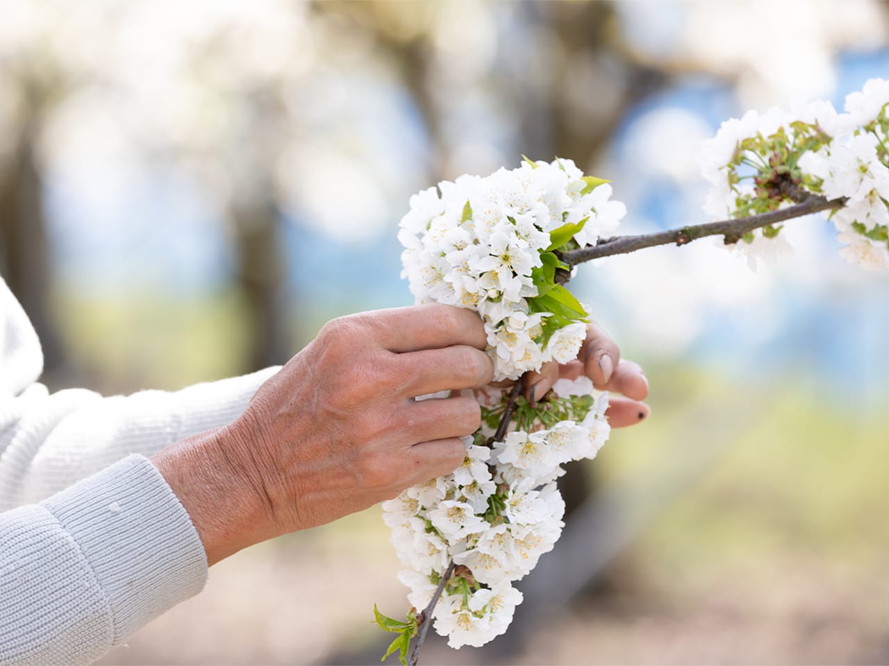 花を触っている様子